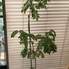 無農薬　山椒苗　160cm アゲハ幼稚のエサ　植木　観葉植物