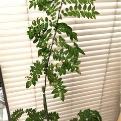 無農薬　山椒苗　160cm アゲハ幼稚のエサ　植木　観葉植物の画像