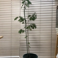 無農薬　山椒苗　160cm アゲハ幼稚のエサ　植木　観葉植物の画像