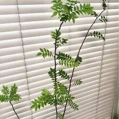 無農薬　朝倉山椒　苗　棘無し　植木　観葉植物
