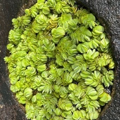 オオサンショウモ（水草）