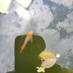 メダカ(各種)の画像