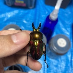 ニジイロクワガタ　ピカール