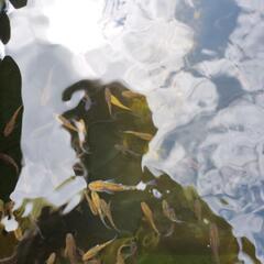メダカ(各種)の画像