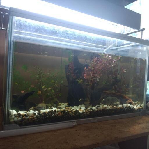 水槽50㌢水草、流木セット