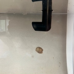 海水魚　熱帯魚　カニ　エビ　海藻