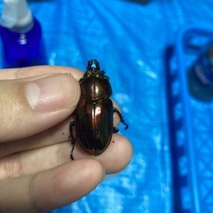 ニジイロクワガタ　ピカール♀