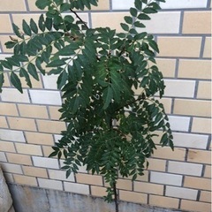 無農薬　山椒苗　90cm   植木　観葉植物　アゲハの餌