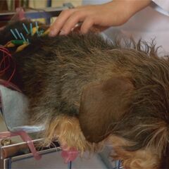愛犬の元気を鍼灸で応援！獣医師の鍼セミナーにご協力を