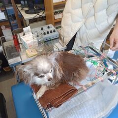 愛犬の元気を鍼灸で応援！獣医師の鍼セミナーにご協力を - 成田市