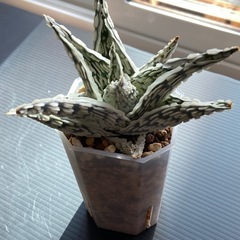 アロエハイブリッド