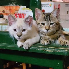 近くの公園で保護した　仲良し姉妹猫です。トライアル決定 − 茨城県