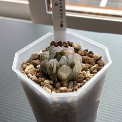 ハオルチア
