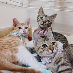 いたずら盛りの怪獣たち★キジ・茶キジ・茶白