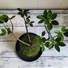 【💖Thankyou💖】②コケ玉ガジュマル🌿植物の画像