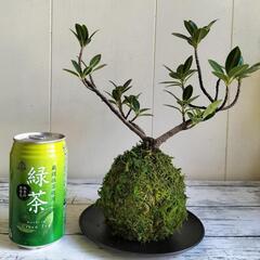 【💖Thankyou💖】②コケ玉ガジュマル🌿植物の画像