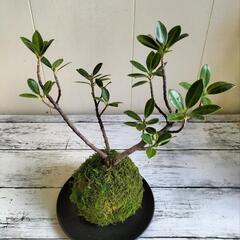 【💖Thankyou💖】②コケ玉ガジュマル🌿植物の画像