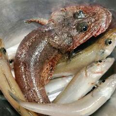 キスアジタチウオグレチヌ釣り仲間募集初心者です。 - 海南市