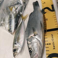 キスアジタチウオグレチヌ釣り仲間募集初心者です。 − 和歌山県