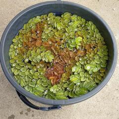 無料　サンショウモ・アンブリア(キクモ)　浮草・水草