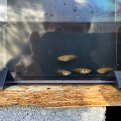 初恋メダカ幼魚★4匹セット