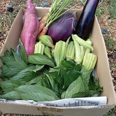 夏秋野菜セット