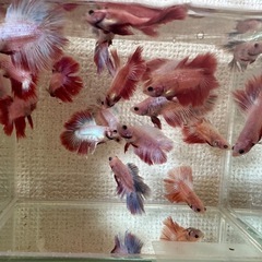 ベタ 熱帯魚 ダブルテール オス 個体おまかせ