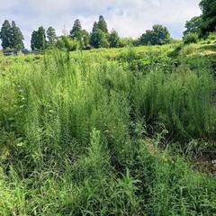 芝刈り、草刈 - 手伝いたい/助けたい