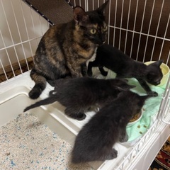 子猫あげます！