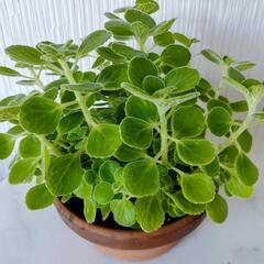 🌿お話中🌿アロマティカス・aromaticus🌿陶器鉢🌿