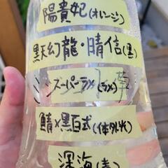 メダカ　めだか　ミックス