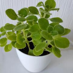 🌿お話中🌿アロマティカス・aromaticus🌿プラ鉢🌿