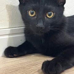 とても慣れてます‼️黒猫ちゃん男の子4ヶ月