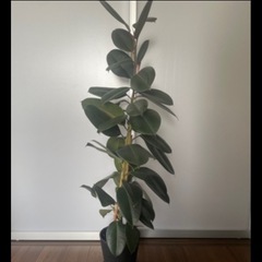 ②土セット　フィカス　ゴムの木　観葉植物