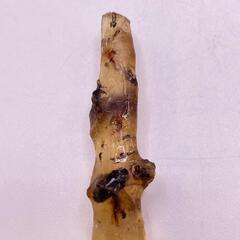 虫入りコパルの画像