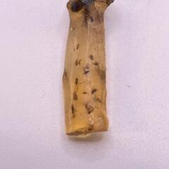虫入りコパルの画像