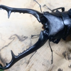 ギラファノコギリクワガタ ペア フローレス産