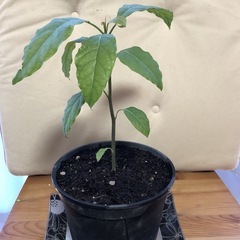 観葉植物アボガドの画像