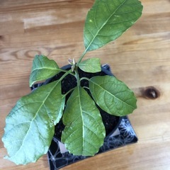 観葉植物アボガドの画像