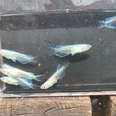 メダカ　極幹之5匹セットの画像