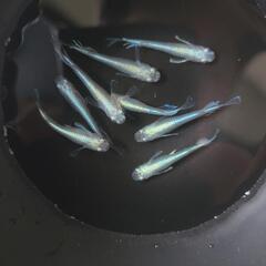 メダカ　極幹之5匹セット