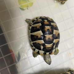 ヘルマンリクガメ 
