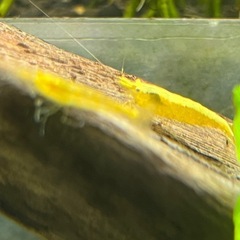 ストライプシュリンプ 10匹の画像