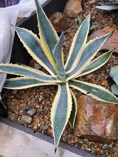 アガベマシュマロクリーム特大株手渡し限定