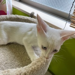 正式譲渡　ブルーアイ・レッドリンクスポイント（笹かま猫）の凪くん − 大阪府
