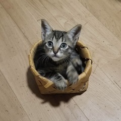 キジトラ双子の妹