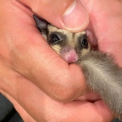 フクロモモンガ　オス　ベビー