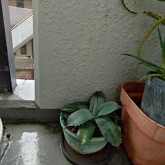 アガベ　パリー