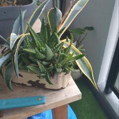 アガベ2種　アロエ　詰め合わせ　植え替え用