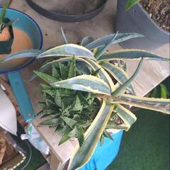 アガベ2種　アロエ　詰め合わせ　植え替え用の画像